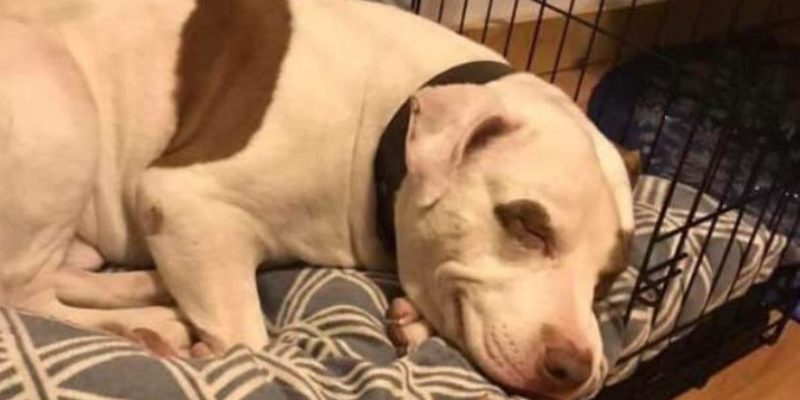 Cet adorable chien errant qui était abandonné dans un refuge il refusait de manger