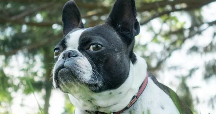 Le petit chien a disparu pendant les vacances et on l’a trouvé que 10 mois