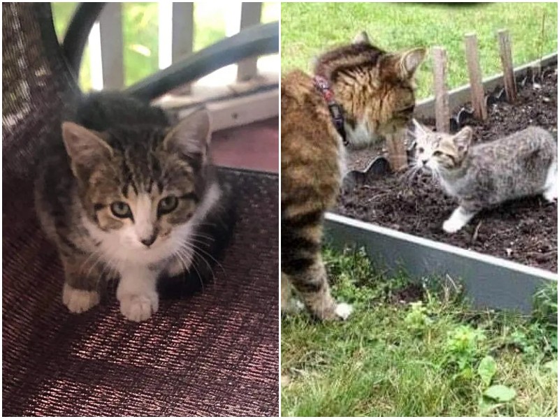 Le chat adulte s’est lié d’amitié avec un chaton des rues – ce qui a attiré l’attention des propriétaires