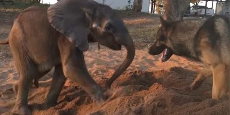 Rejeté par son troupeau, un bébé éléphant malade a trouvé réconfort et bonne humeur chez un ancien chien d’assistance