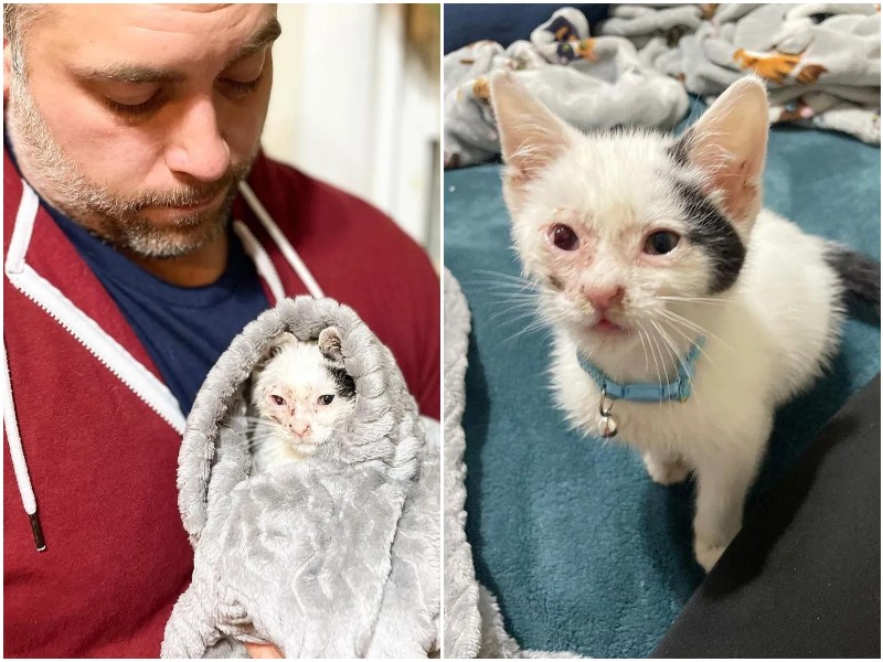 Le chaton faible était heureux quand on l’a aidé