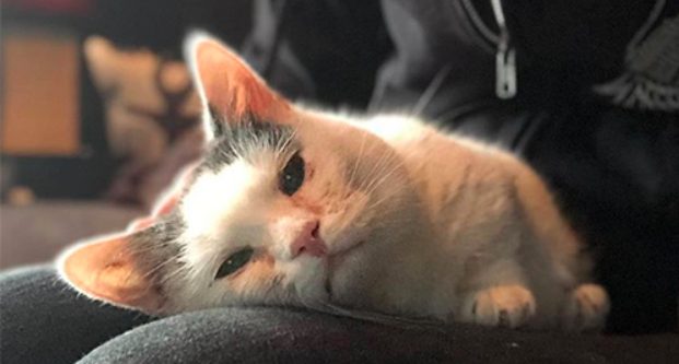 Un chaton aveugle et nain insiste pour vivre après avoir été abandonné par sa famille