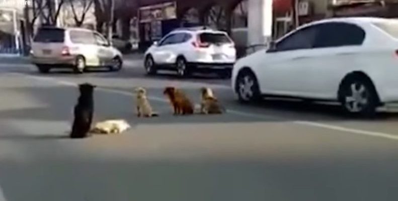 Quatre chiens bloquent la circulation pour protéger l’un de leurs amis blessé et incapable de se déplacer