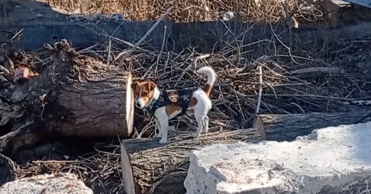 Un chien ukrainien utilise son nez pour trouver 90 bombes russes, et ça continue