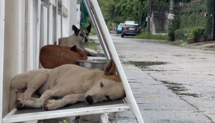 Un étudiant en design a créé des niches pliables pour chiens à partir de panneaux d’affichage réutilisés