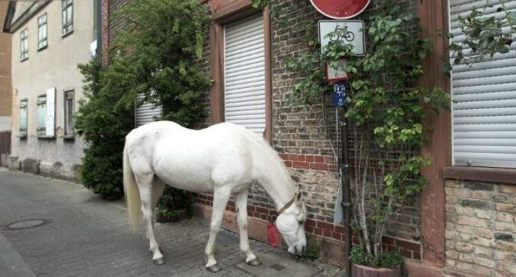 Ce cheval marche le long de la même route que son défunt humain utilisait pour la monter