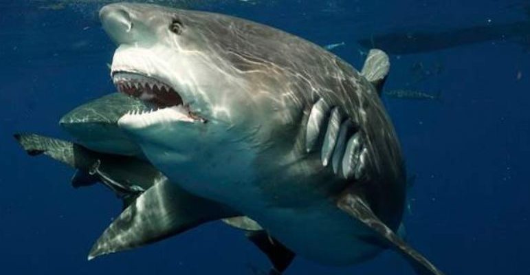 Un plongeur a capturé le moment incroyable où il s’est retrouvé face à face avec un requin anormalement gargantuesque