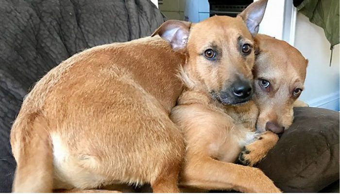 Lors d’une promenade, le chien a réussi à persuader son propriétaire de revenir avec son jumeau