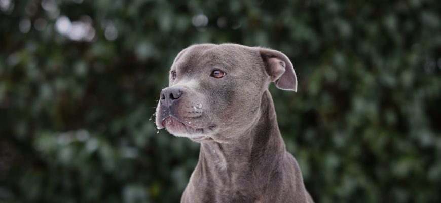 Une chienne aveugle voit son maître pour la première fois après une opération