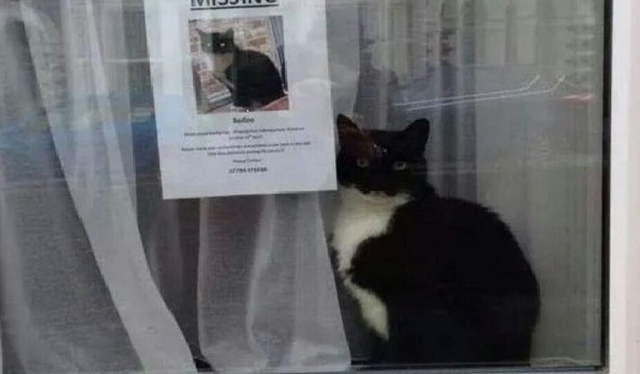 Chat perdu retrouvé assis à côté de son propre « Chat perdu » Poster