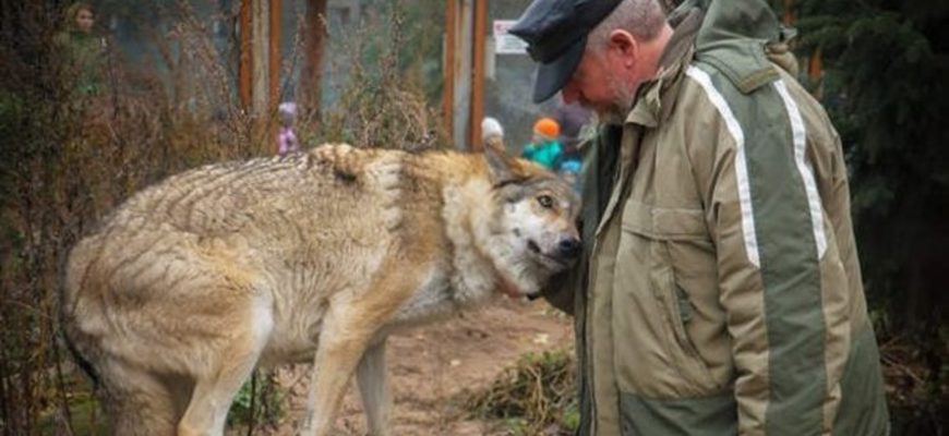 La louve est venue demander à manger et le forestier a eu pitié d’elle: Deux mois plus tard, trois loups sont venus au village