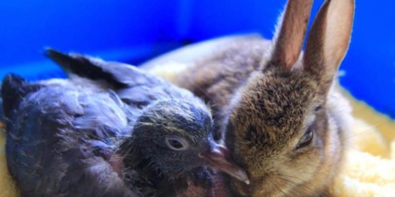 Une amitié unique et touchante entre deux animaux orphelins, un pigeon nouveau-né et un bébé lapin qui ont trouvé du réconfort l’un dans l’autre