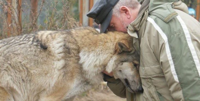 La louve qui avait faim, a demandé le forestier à manger, la louve a apitoyé, après deux mois, trois loups sont venu au village