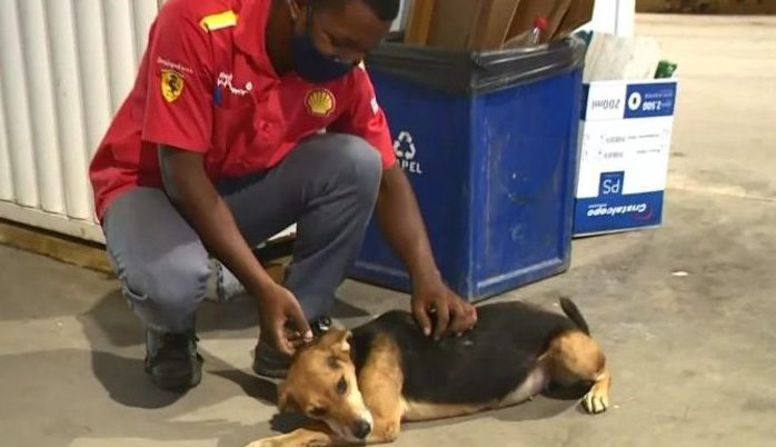 Le chien sauvé devient la mascotte d’une station-service : « Notre petit chéri »