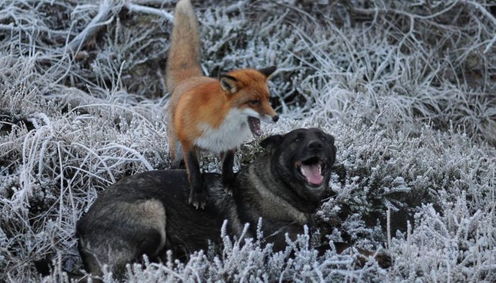 Talia, un chien, et Snoop, un renard, sont les meilleurs amis du monde