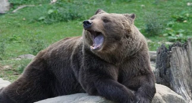 On a sauvé un homme qui se battait contre un grizzly pendant une semaine