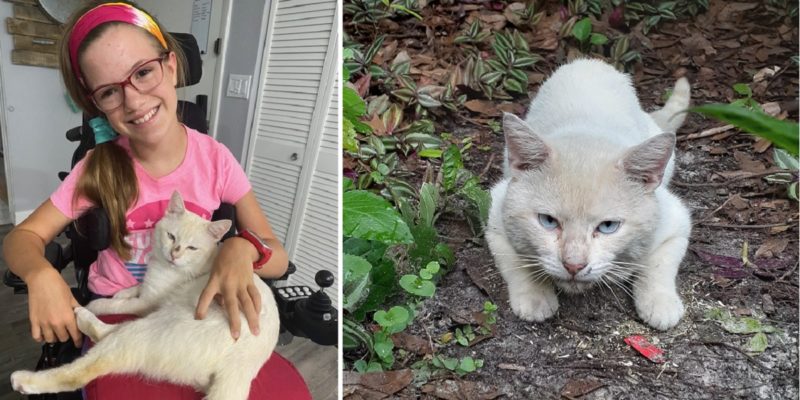 Un chat errant au caractère bien trempé devient le parfait compagnon et meilleur ami d’une jeune fille en fauteuil roulant