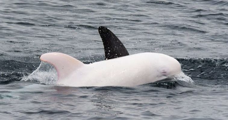 Le seul et unique dauphin albinos de tout l’océan Pacifique oriental est de retour, et il est difficile de croire que c’est réel