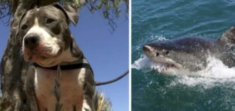 Le chien gagne un requin pour sauver son propriétaire
