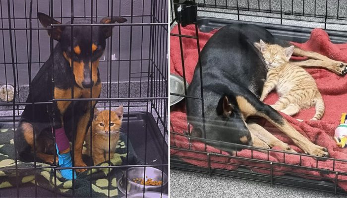 Le chat sort de sa cage à l’hôpital pour animaux afin de réconforter un chien solitaire