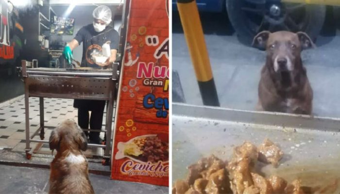 Le propriétaire d’un restaurant d’une petite ville fait tout son possible pour nourrir les chiens errants qui viennent frapper à sa porte chaque soir