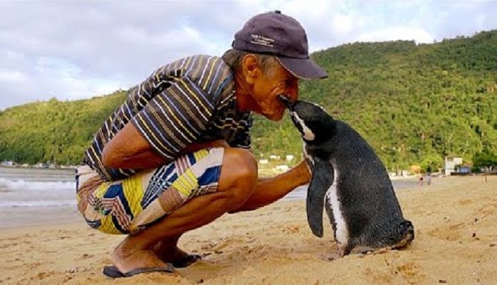 Wow… Une histoire incroyable! Un pingouin nage 8 000 km chaque année pour rendre visite à l’homme qui lui a sauva la vie