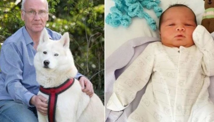 Un husky a trouvé un nouveau-né laissé par sa mère