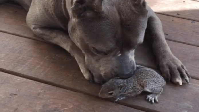 La petite écureuil pensait qu’elle est la mère pit-bull