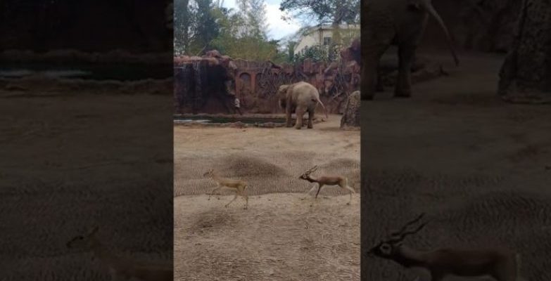 L’éléphant de zoo est devenu l’héros du jour après le sauvetage dans une vidéo virale