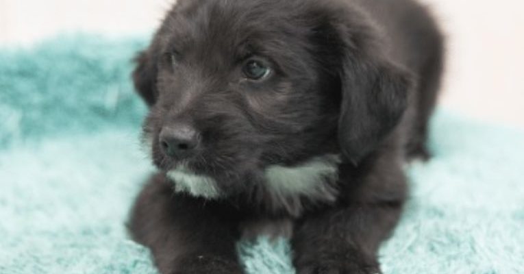 Un chien de couleur noire, pas belle, mais énergique et gentille, et même avec des caractéristiques et des habitudes uniques