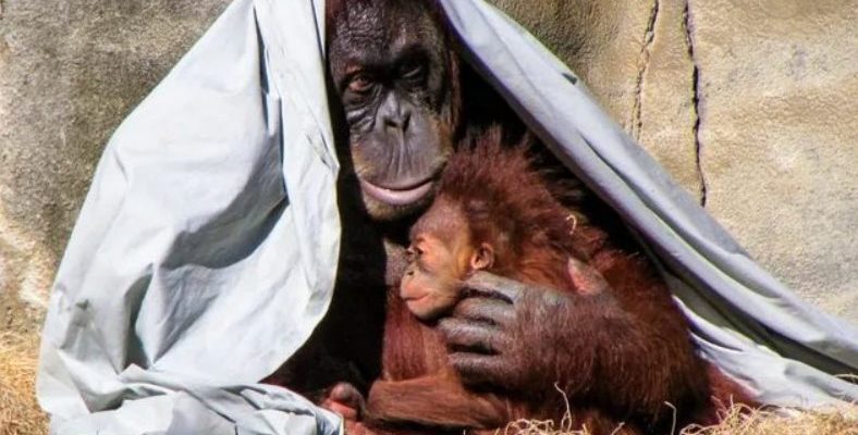 L’orang-outan s’occupe de sa fille après la mort de la maman