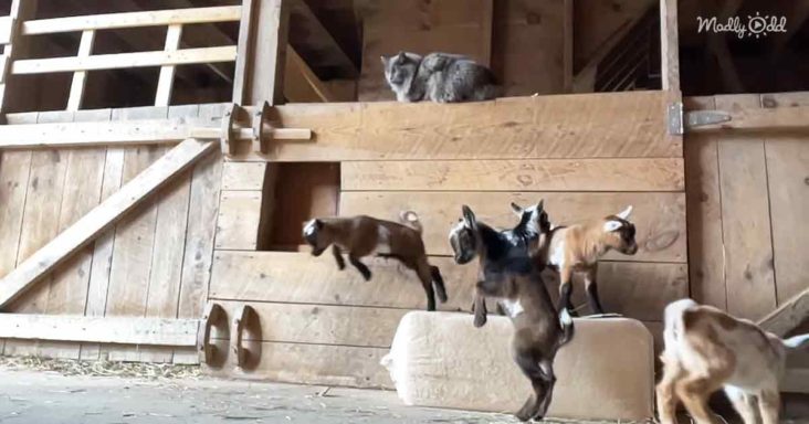 Un chat patient aime les facéties mignonnes des petits bébés chèvres