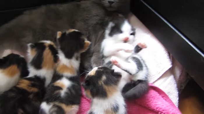 Un chat sauvé donne naissance à 8 petits chatons avec un motif de fourrure rare!