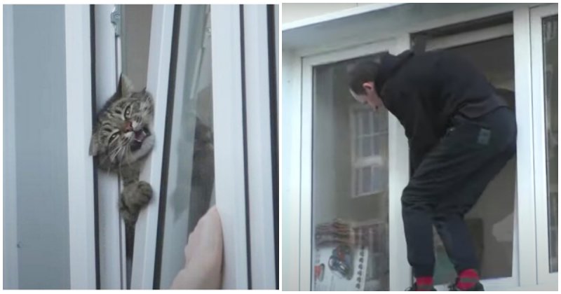 Le chat coincé dans la fenêtre miaulait très fort