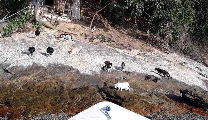 Une île où trouvent des milliers de chats abandonnés dans des conditions inhumaines