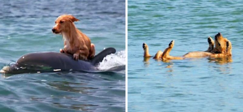 Un chien qui se noyait a été sauvé par un groupe de dauphins