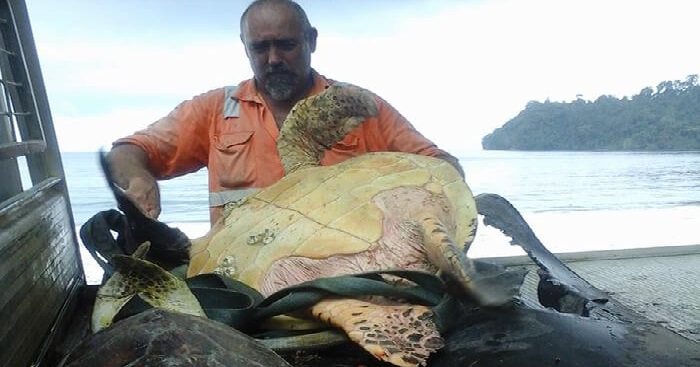 Cet homme héroïque de Greymouth achète des tortues au marché alimentaire local et les remet en mer