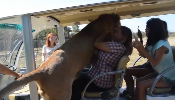 L’un des lions résidents du zoo de Crimée est sorti de son enclos et a commencé à embrasser les passagers d’une automobile qui passait