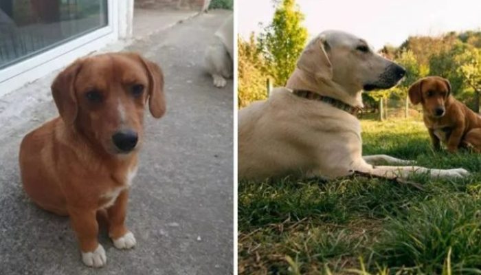 Elle sort son animal de compagnie pour jouer et rentre à la maison pour découvrir que son chien a un nouveau petit frère ou une nouvelle petite sœur avec qui jouer