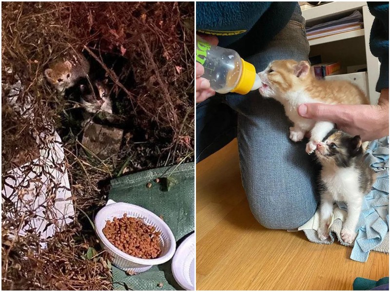 Deux petits chatons modestes ont regardé hors des buissons