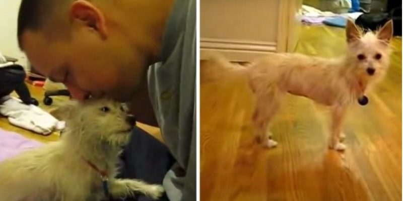 Regardez la vidéo du chien qui attendait son tour d’euthanasie