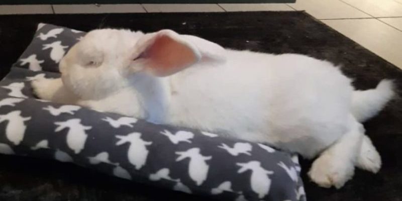 Ce lapin est si grand qu’il a même sa propre chambre