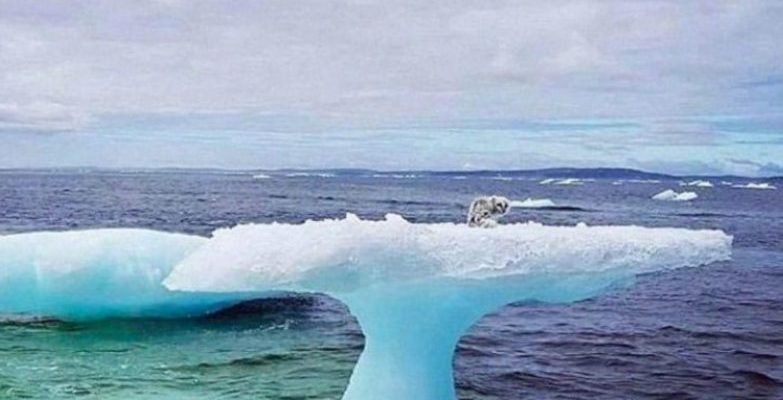 Les pêchеurs pеnsaient avoir trouvé un phоque nageant sur un iceberg