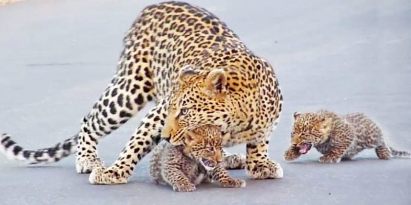 L’adorable mère léopard apprend à l’un de ses petits confus comment traverser la route en Afrique du Sud