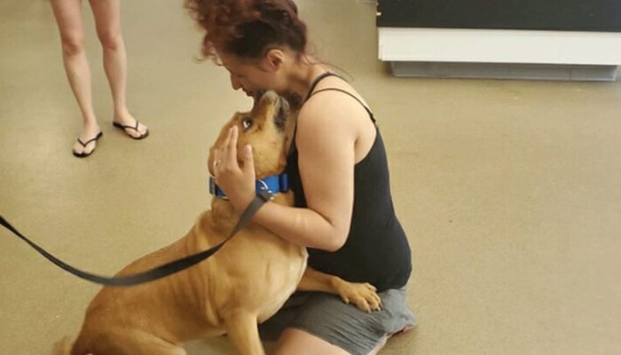 Lorsqu’elle cherchait un nouveau chien pour ses garçons, la femme retrouvait parfois son animal perdu au refuge