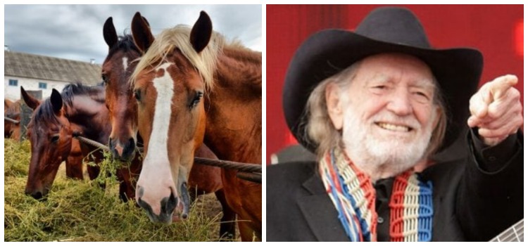 Willie Nelson a sauvé 70 chevaux d’un abattoir et les a laissés errer librement dans son ranch