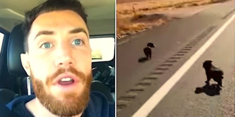 Cet homme voit deux chien sur la route et se rend compte qu’il s’agit de chiots errants