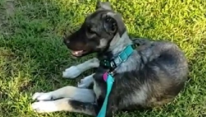 Un soldat retrouve un chiot abandonné dont il s’est occupé pendant sa mission à l’étranger: aujourd’hui, cette petite chienne vit à fond avec son tuteur à ses côtés.