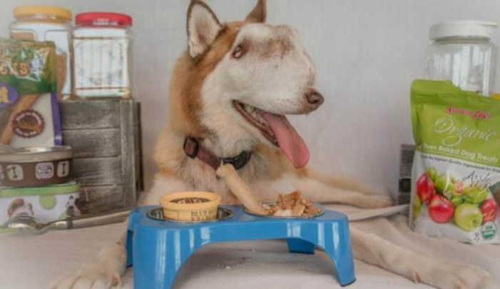 Un chien avec une tumeur incurable montre à quel point elle peut être adorable