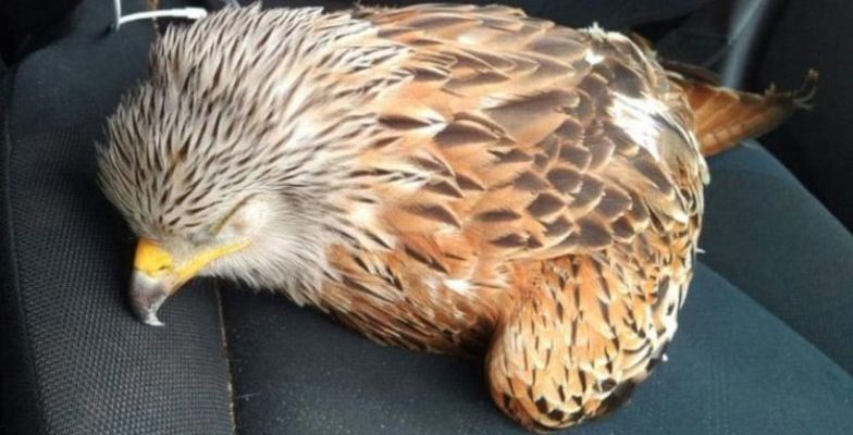 Le gars a sauvé l’oiseau blessé en le mettant dans sa voiture et l’a beaucoup regretté